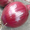 Onion Red Marksman 